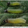 pyr armoricanus larva1 volg13